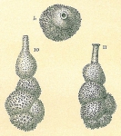 Siphouvigerina ampullacea
