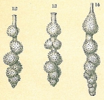 Siphouvigerina interrupta