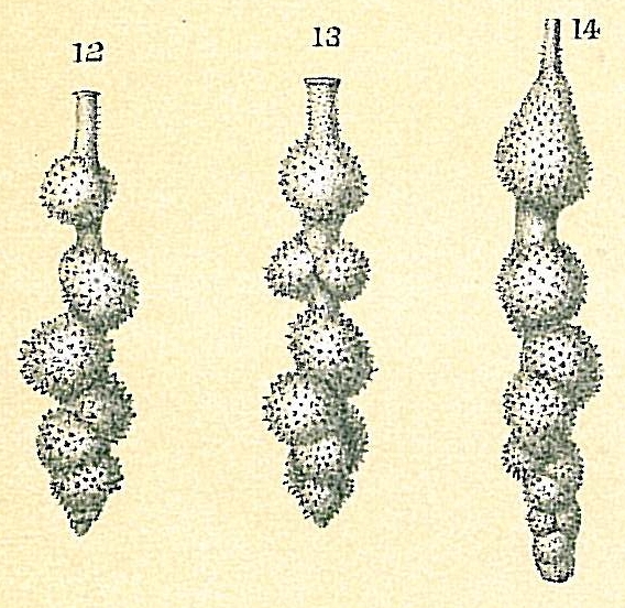 Siphouvigerina interrupta