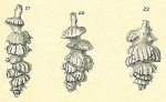 Siphouvigerina porrecta