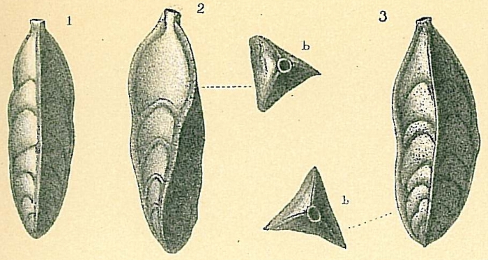 Trifarina bradyi Trifarina bradyi