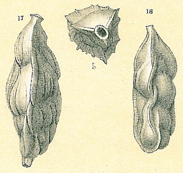Trifarina carinata Trifarina carinata