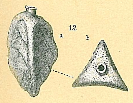 Trifarina lepida Trifarina lepida