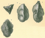 Trifarina reussii