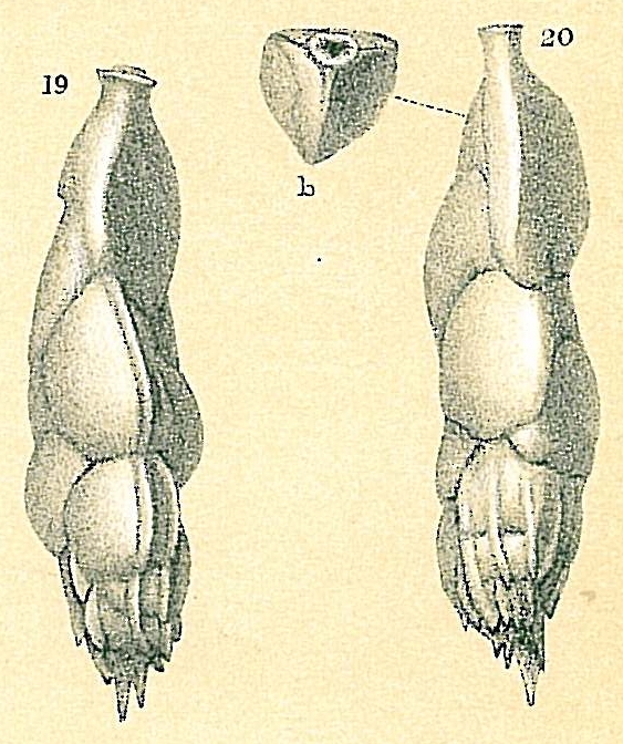 Trifarina spinipes Trifarina spinipes