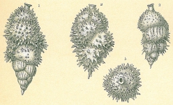 Uvigerina aculeata, author: Tomas Cedhagen