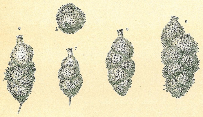 Uvigerina hispida Schwager, 1866 [Uvigerina auberiana d'Orbigny, 1839 sensu Jones, R.W. 1994]