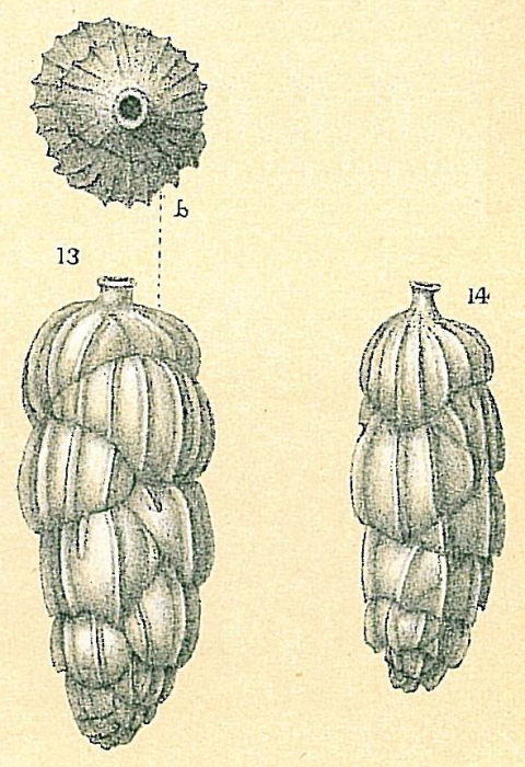 Uvigerina bifurcata Uvigerina bifurcata
