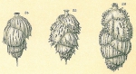 Uvigerina bradyana