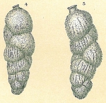 Uvigerina brunnensis