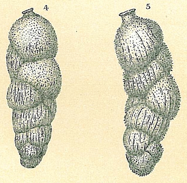 Uvigerina brunnensis Uvigerina brunnensis