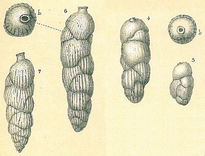 Uvigerina hollicki Uvigerina hollicki