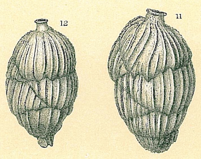 Uvigerina mediterranea Uvigerina mediterranea
