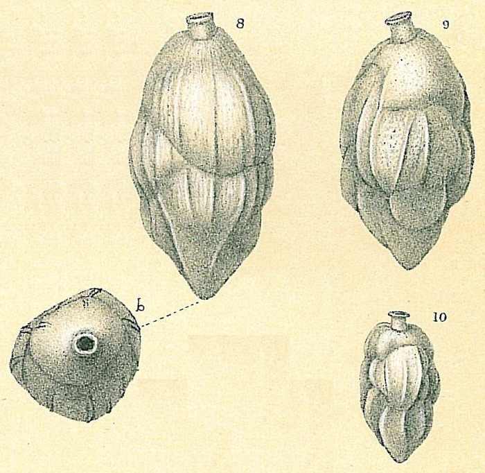 Uvigerina schwageri Uvigerina schwageri