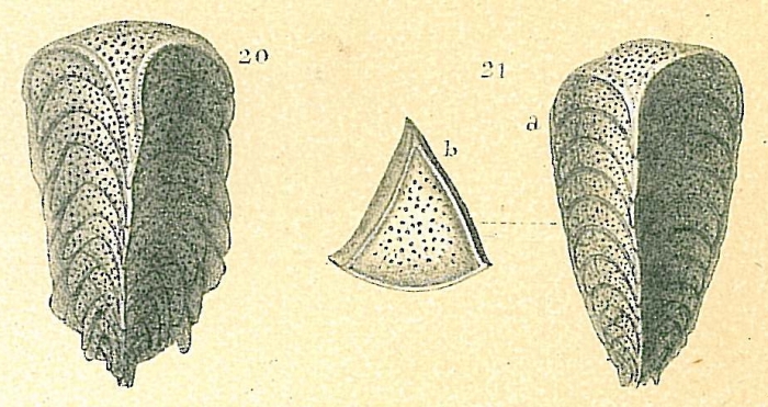 Chrysalidinella dimorpha Chrysalidinella dimorpha