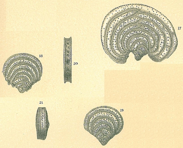 Pavonina flabelliformis Pavonina flabelliformis