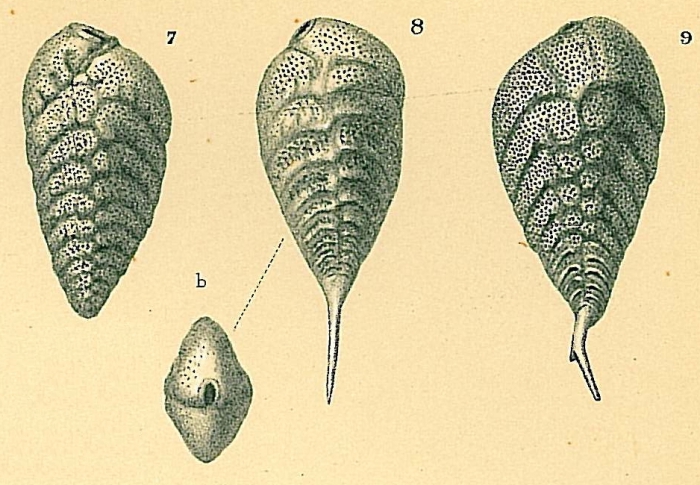 Bolivina robusta Bolivina robusta