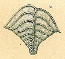 Bolivinella elegans, author: Tomas Cedhagen