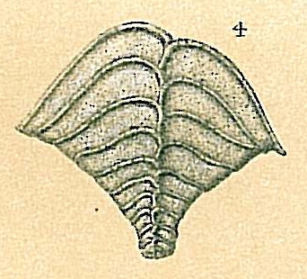 Bolivinella elegans Bolivinella elegans