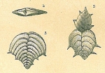 Bolivinella philippinensis