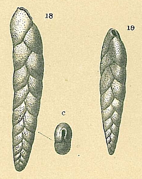 Brizalina earlandi Brizalina earlandi