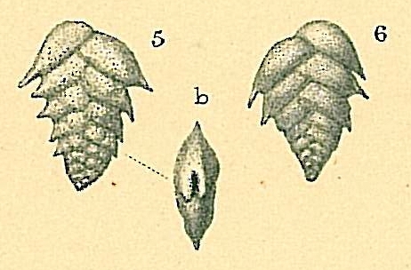 Brizalina pygmaea Brizalina pygmaea
