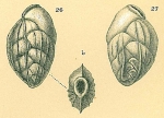 Brizalina semicostatum