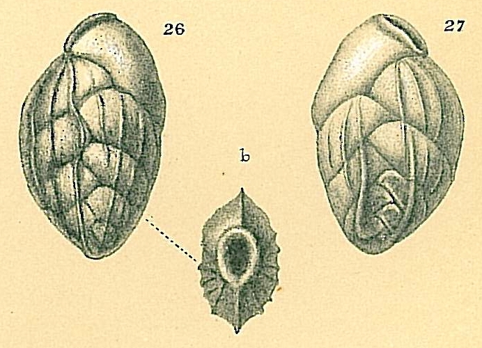 Brizalina semicostatum Brizalina semicostatum