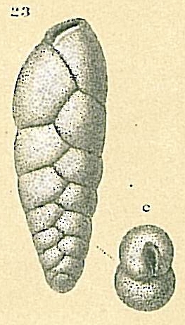 Brizalina sp.nov. Brizalina sp.nov.
