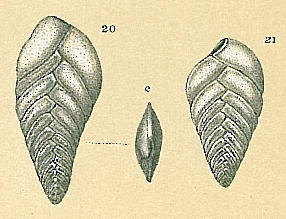 Brizalina spathulata Brizalina spathulata