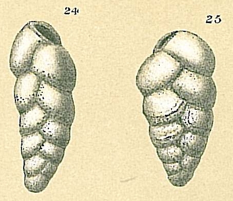 Brizalina subspinescens Brizalina subspinescens