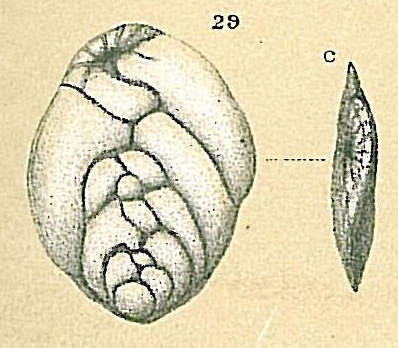 Bolivina tenuis (Brady, 1881) Bolivina tenuis (Brady, 1881)