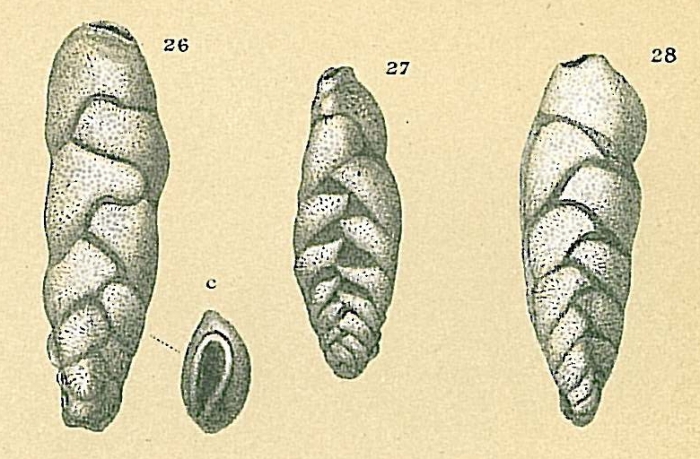 Loxostomina limbata Loxostomina limbata