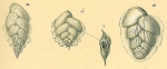 Lugdunum hantkenianum