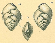 Lugdunum schwagerianum, author: Tomas Cedhagen