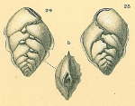 Lugdunum schwagerianum