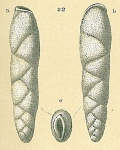 Parabrizalina porrecta