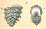 Sagrinella jugosa