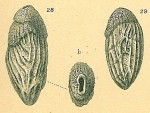 Saidovina amygdalaeformis