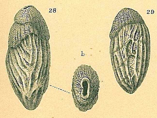 Saidovina amygdalaeformis Saidovina amygdalaeformis