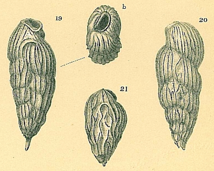 Saidovina karreriana Saidovina karreriana