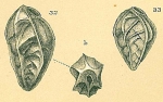 Saidovina subangularis