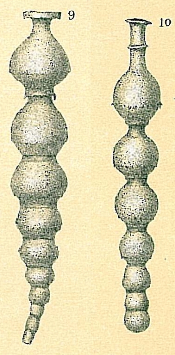 Siphonodosaria lepidula (Schwager, 1866) Siphonodosaria lepidula (Schwager, 1866)