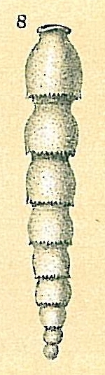Siphonodosaria bradyi Siphonodosaria bradyi