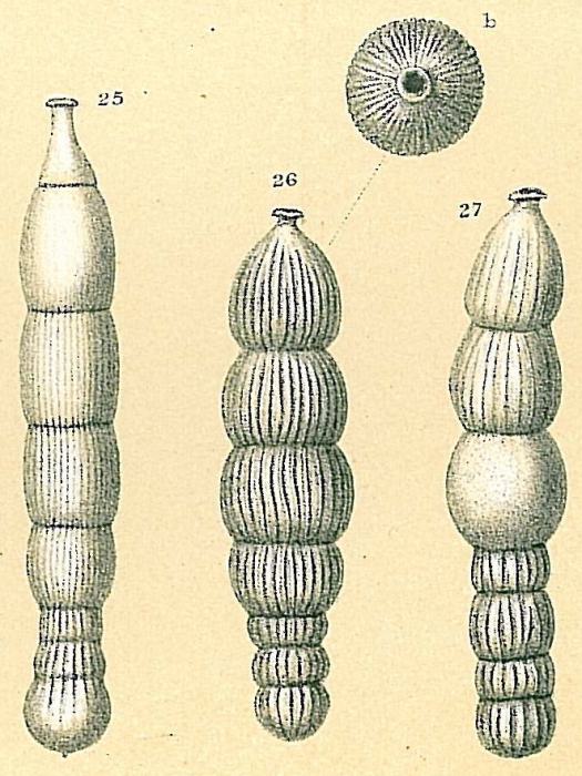 Orthomorphina challengeriana Orthomorphina challengeriana