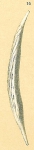 Procerolagena distomamargaritifera, author: Tomas Cedhagen