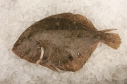 brill, author: VLIZ (Decleer)