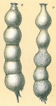 Nodosaria (?) abyssorum