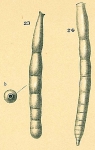 Strictocostella scharbergana