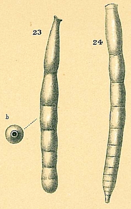 Strictocostella scharbergana Strictocostella scharbergana